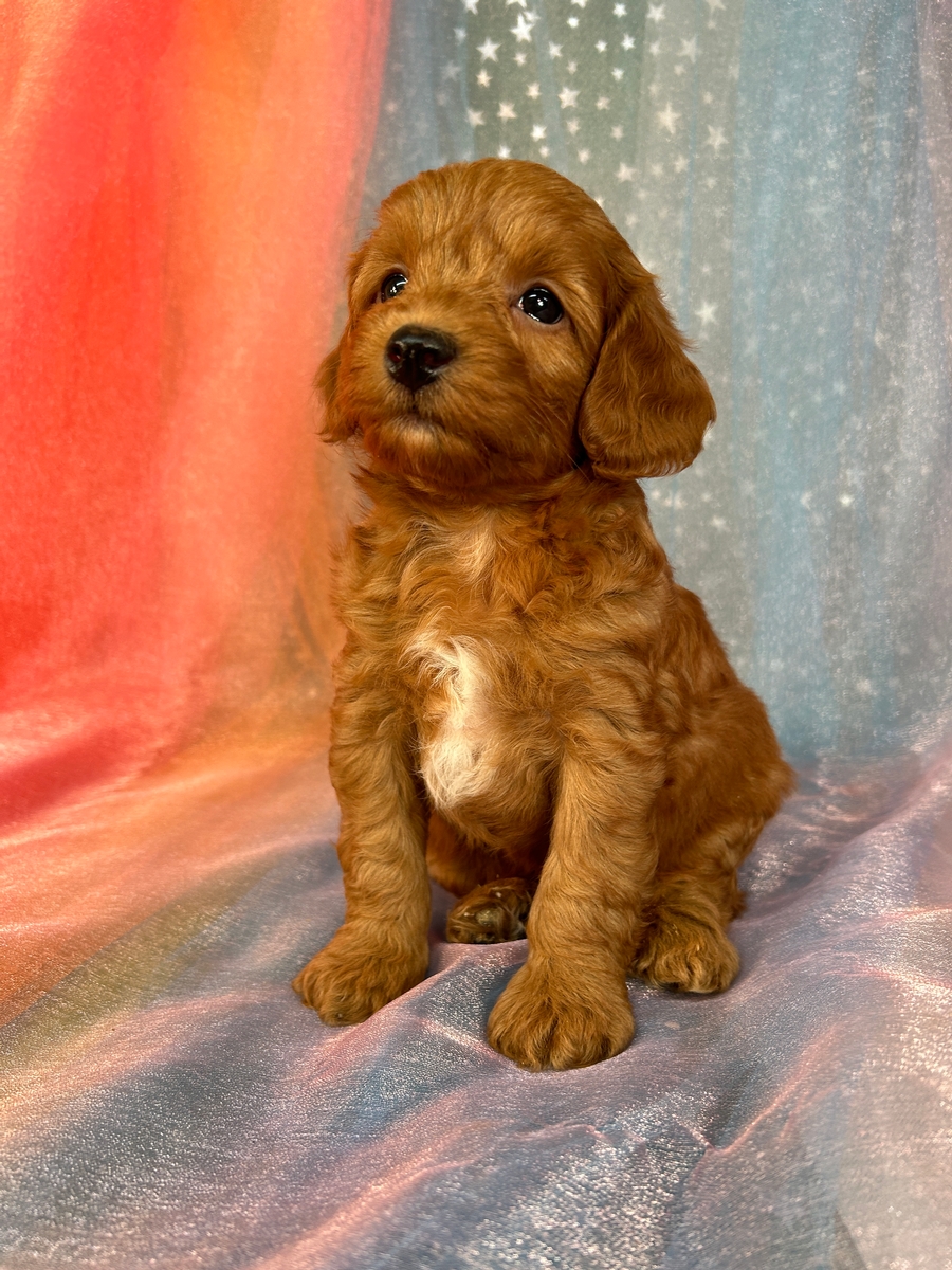 Red Male Miniature Bernedoodle Puppy for Sale DOB 5-20-2024